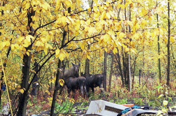 Moose 2 calves looking